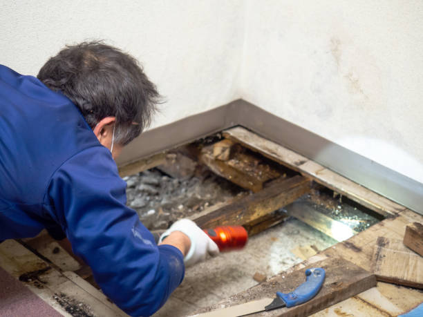 Best Affordable Mold Removal  in Sea Isle City, NJ
