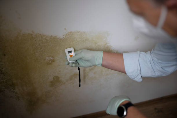 Best Toxic Mold Removal  in Sea Isle City, NJ