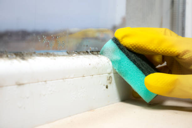 Best Local Mold Removal Service  in Sea Isle City, NJ