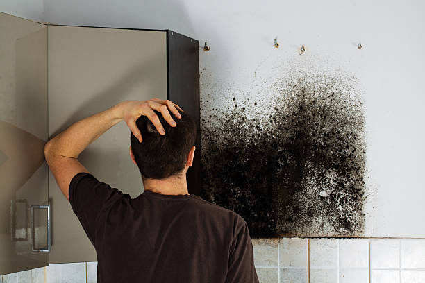 Best Mold Remediation  in Sea Isle City, NJ